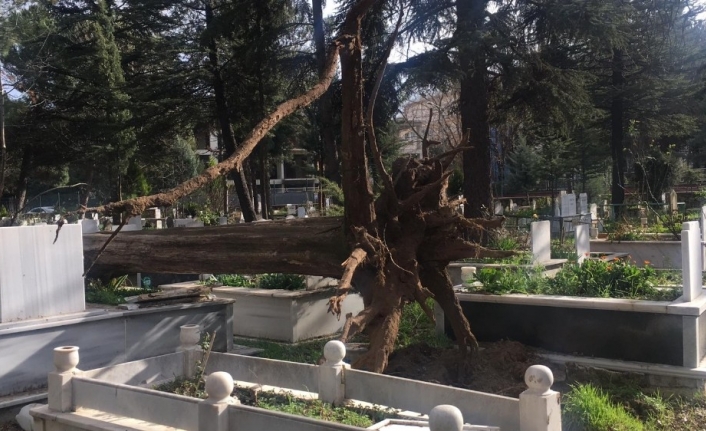 İnegöl’de ağaçlar devrildi, birçok mezar zarar gördü