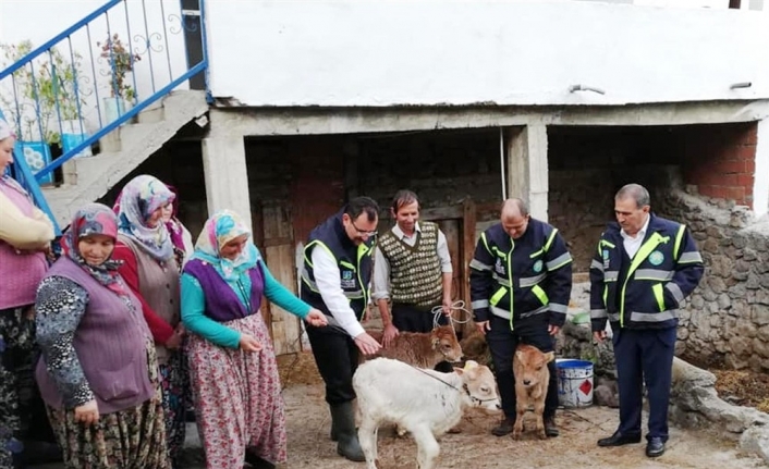 Yerli ırk, vetiver ile iki kat büyüyecek