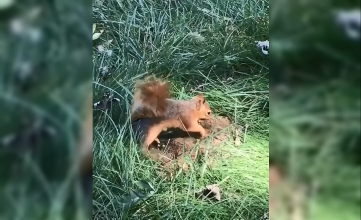 Hamarat sincap kışlık yiyeceğini böyle gömdü