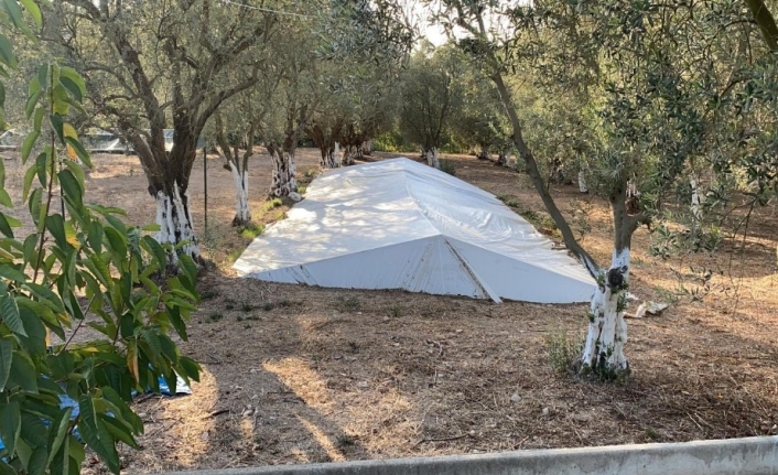 Zeytin tarlasında toplu mezar anlamına gelen Çatkı Mezar bulundu