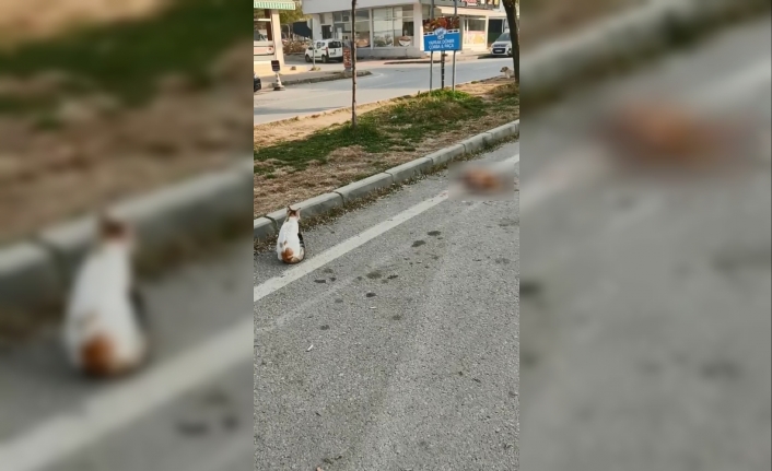 Aracın ezdiği kediyi diğer bir kedi mahzun bakışlarıyla bekledi