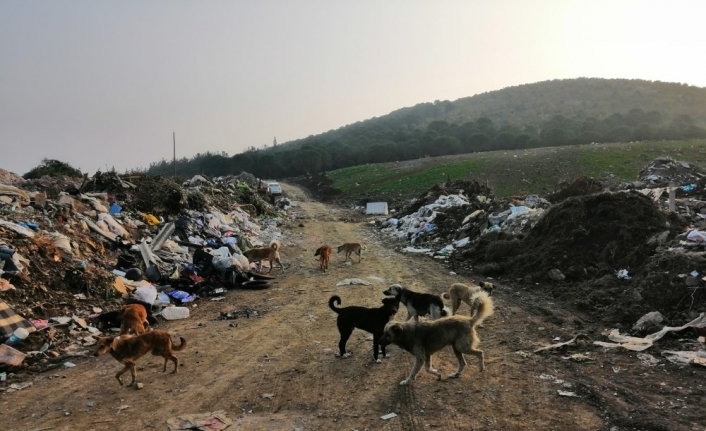 Çöplük taşındı, köpekler aç kaldı