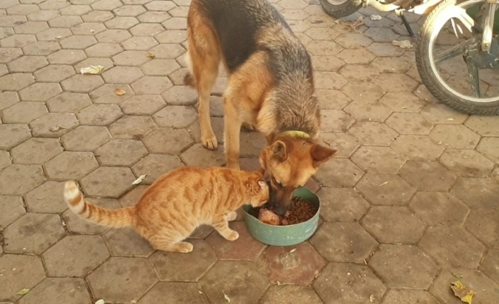 Kedi ile köpeğin şaşırtan dostluğu