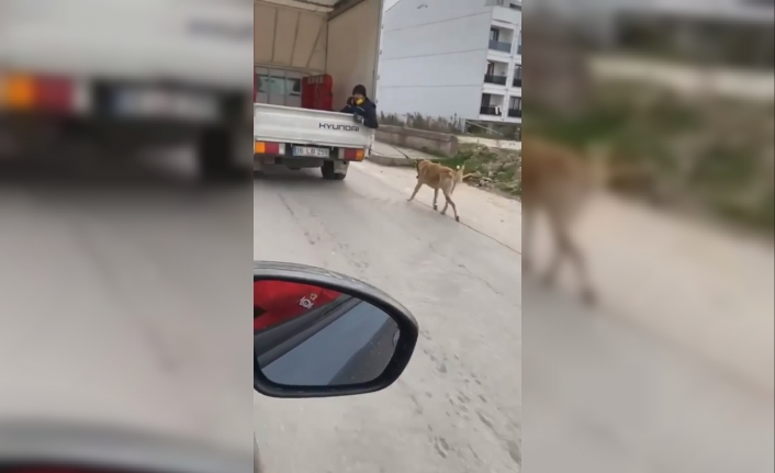 Köpeği kamyonetin arkasında sürükledi