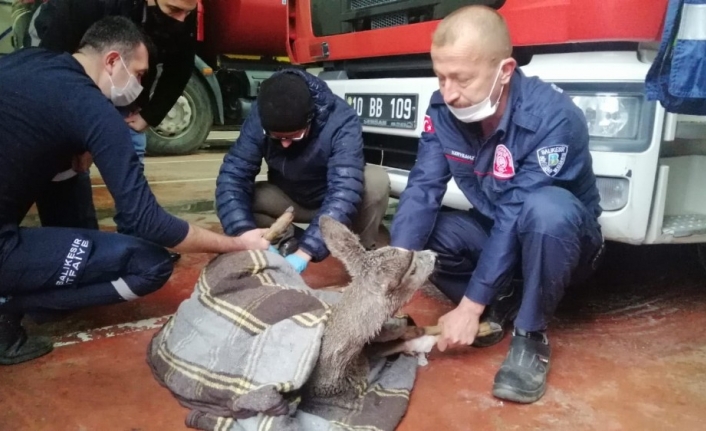 Sındırgı’da sulama kanalına düşen karaca kurtarıldı