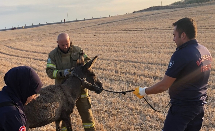 Balıkesir’de itfaiyecilerin eşek operasyonu