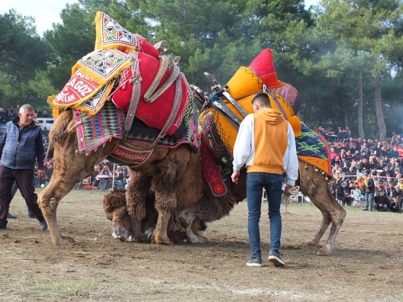 Burhaniye’de deve güreşi heyecanı 250 deve arenaya çıktı