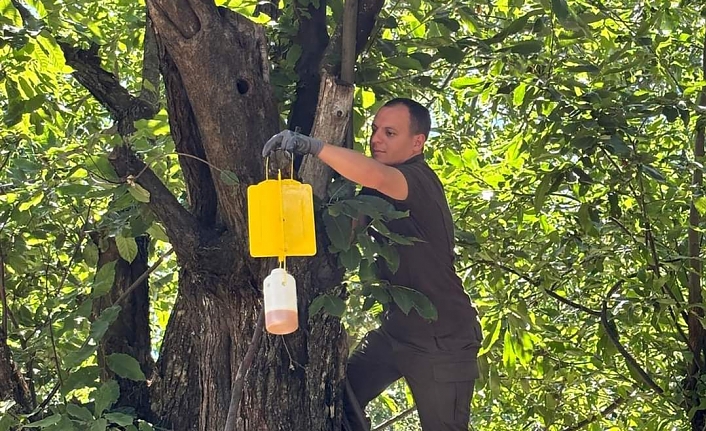 Balıkesir Orman Bölge Müdürlüğü kestane ağacı zararlısı “Gal Arısı” ile biyolojik mücadelesini sürdürüyor