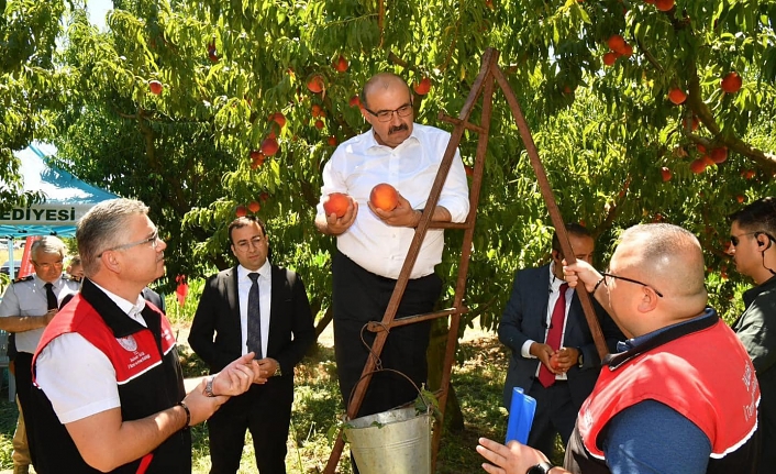 Vali Ustaoğlu Havran'da incirden sonra Kepsut'ta şeftali topladı