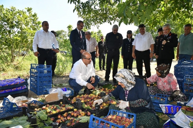 Vali Ustaoğlu, Havran'da incir topladı