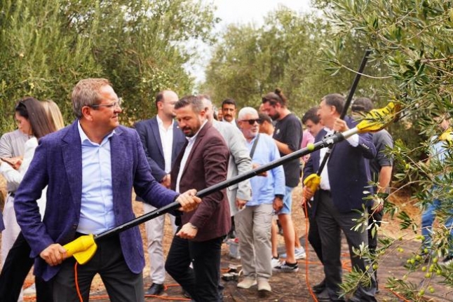 Ayvalık'ta yılın ilk zeytin hasadı gerçekleştirildi