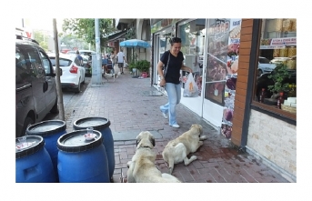 Burhaniye’de sokak köpekleri kaldırım kapattı