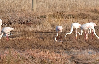 Burhaniye'de 'Flamingo' güzelliği