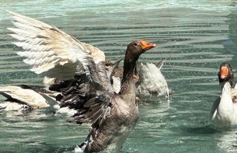 Edremit’in ördekli parkı geri geldi