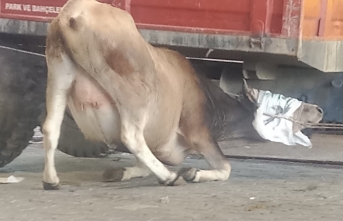 Balıkesir'de kaçan dana traktör römorkunun altına girmesi ile yakalandı