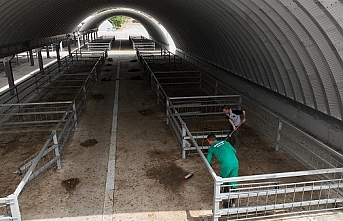 Balıkesir'de Hayvan Pazarı, kurbanlıklar için hazırlandı