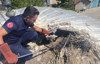 Büyükşehir, yaralı leyleği kurtardı