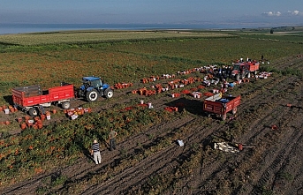 Büyükşehir’in tarımsal sulama desteğiyle ilk hasat yapıldı