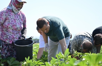 Gömeç'te Başkan Akın, bamya hasadı yaptı, alım merkezini hizmete açtı