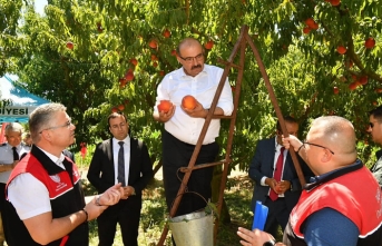 Vali Ustaoğlu Havran'da incirden sonra Kepsut'ta şeftali topladı