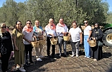 Ayvalık’ı Zeytin Hasat Coşkusu Sardı