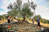 Ayvalık'ta zeytin hasadı kitap oldu