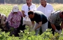 Gömeç'te Başkan Akın, bamya hasadı yaptı, alım merkezini hizmete açtı