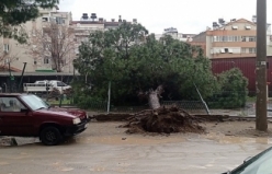 Edremit’te yağmur çam ağacını devirdi  