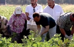 Gömeç'te Başkan Akın, bamya hasadı yaptı, alım merkezini hizmete açtı