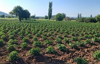 Çanakkale’de sulama sezonu başladı