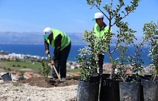 Sakız üretimi artık Yunanistan’ın elinden alınıyor
