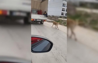 Köpeği kamyonetin arkasında sürükledi