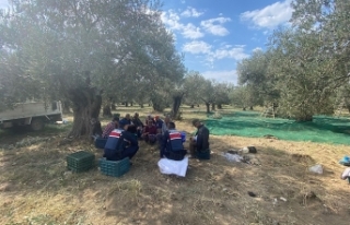 Jandarma Devriyeleri Zeytin Hırsızlarına Göz Açtırmıyor