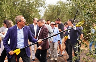 Ayvalık'ta yılın ilk zeytin hasadı gerçekleştirildi