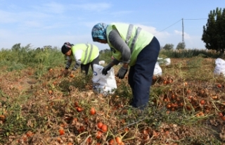 Domatesi tarlada kalan çiftçi, Büyükşehir aracılığıyla...