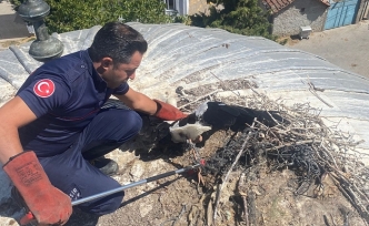 Büyükşehir, yaralı leyleği kurtardı