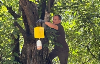 Balıkesir Orman Bölge Müdürlüğü kestane ağacı zararlısı “Gal Arısı” ile biyolojik mücadelesini sürdürüyor