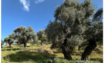 Balıkesir'de zeytin ağaçlarının kesilmediği, ekildiği açıklaması