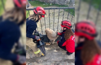 Balıkesir Balya'da köpek korkuluklara sıkıştı, İtfaiye yardıma koştu BALYA